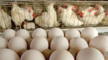 مجلس الشيوخ يناقش إجراءات حماية المستهلكين من تقلبات أسعار الدواجن خلال رمضان